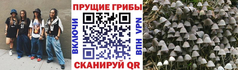 как найти закладки  Заволжск  Галлюциногенные грибы Psilocybine cubensis 